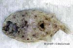 Leopard Flounder (Bothus pantherinus)