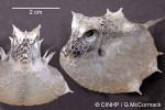 Pelagic Cowfish (Lactoria QQpelagic)