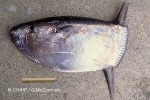 Slender Sunfish (Ranzania laevis)