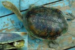 Common Long-necked Tortoise (Chelodina longicollis)