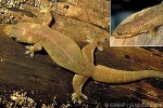 Stump-toed Gecko (Gehyra mutilata)