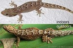 Mournful Gecko (Lepidodactylus lugubris)