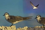 Spectacled Tern (Sterna lunata)