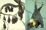 Pacific Fruit-Bat (Pteropus tonganus)