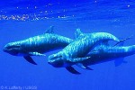 Melon-headed Whale (Peponocephala electra)