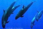 False Killer-Whale (Pseudorca crassidens)