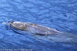 Blainville's Beaked-Whale (Mesoplodon densirostris)