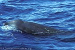Cuvier's Beaked-Whale (Ziphius cavirostris)