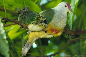 The Cook Islands Fruit-Dove (Kūkupa) with chick