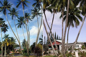 Rarotonga's Seven Palms (Left), Aitutaki's Six Palms (Right) (Click to enlarge)