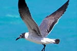 Rare Seabirds on Aitutaki and Rarotonga (pictured: Laughing Gull)