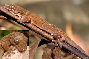 Polynesian Gecko (Gehyra oceanica, Moko Ngarara)