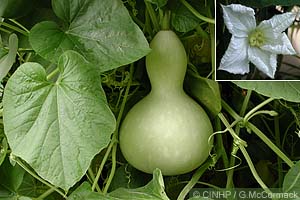 Bottle Gourd (Lagenaria siceraria)