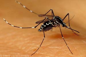 Polynesian Mosquito (Aedes polynesiensis)
