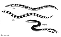 snake-eels and sea snake (click to enlarge)